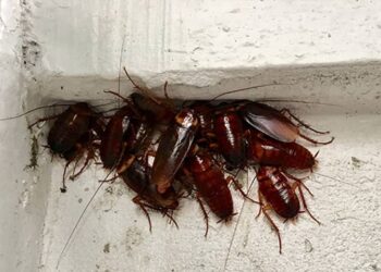 Aphantasia: The New NPC Disease