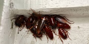 Aphantasia: The New NPC Disease